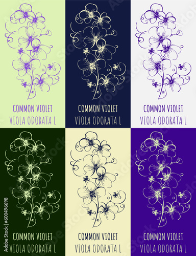 Set of vector drawing of Fragrant violet in various colors. Hand drawn illustration. Latin name Viola odorata L.
