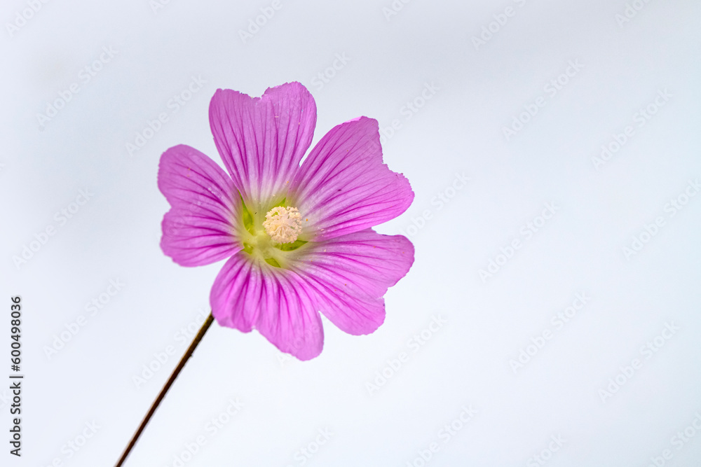 Close up beautiful Macro shot of field flowers Close up beautiful Macro shot of field flowers