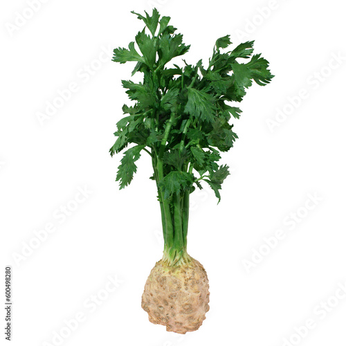 Fresh celery root with leaf isolated on a transparent background. Minimal food concept.