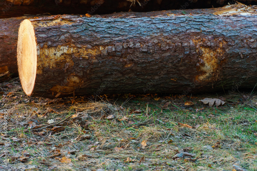 Freshly cut tree logs are stacked in the forest during sunset. Pine logs before loading and transportation. Illegal logging damages the environment. Wood harvesting woodworking industry. Felled trees Freshly cut tree logs are stacked in the forest during sunset. Pine logs before loading and transportation. Illegal logging damages the environment. Wood harvesting woodworking industry. Felled trees