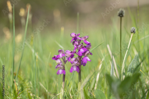 Wild growing green-veined orchid  Anacamptis morio  on a meadow.