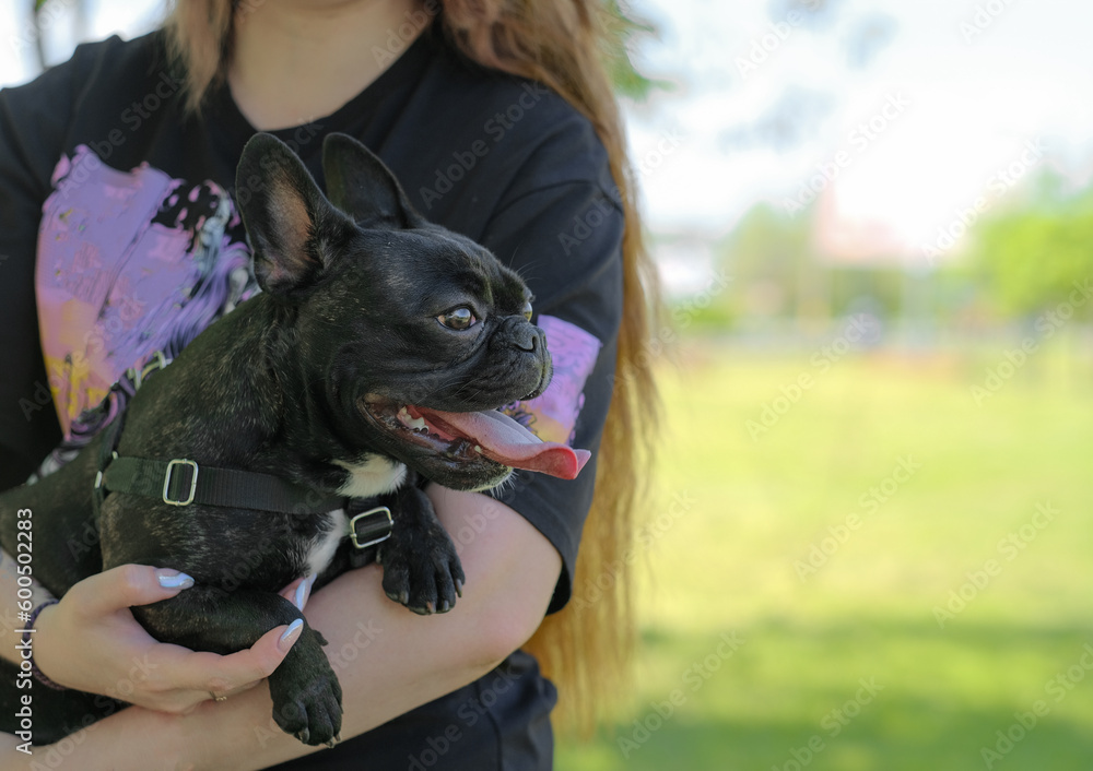French bulldog breed dog sits on owner's arms French bulldog breed dog sits on owner's arms