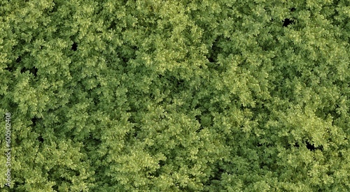 Wallpaper Mural trees in the forest, top view, area view, isolated on white background, 3D illustration, cg render Torontodigital.ca