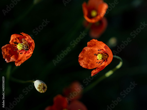 saudi arabian natural wild flower 