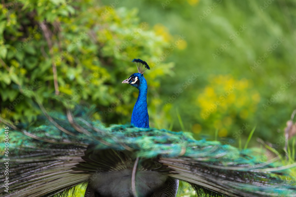 Obraz premium Beautiful colorful peacock bird. The peacock has an outstretched tail. There are colored eyes on the tail.