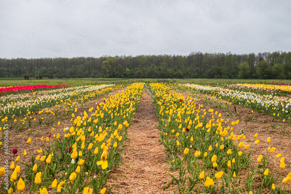 From above bright red tulips with green fresh leaves growing in flowerbed in spring in a field