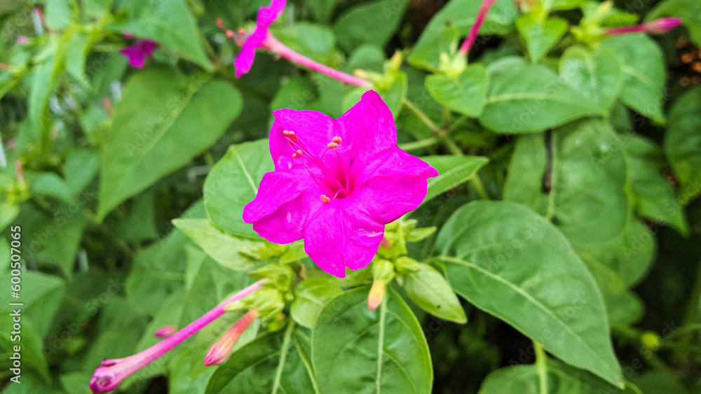 close up of mirabilis jalapa flower, Mirabilis jalapa comes in different colors like red, purple, pink, yellow and white close up of mirabilis jalapa flower, Mirabilis jalapa comes in different colors like red, purple, pink, yellow and white