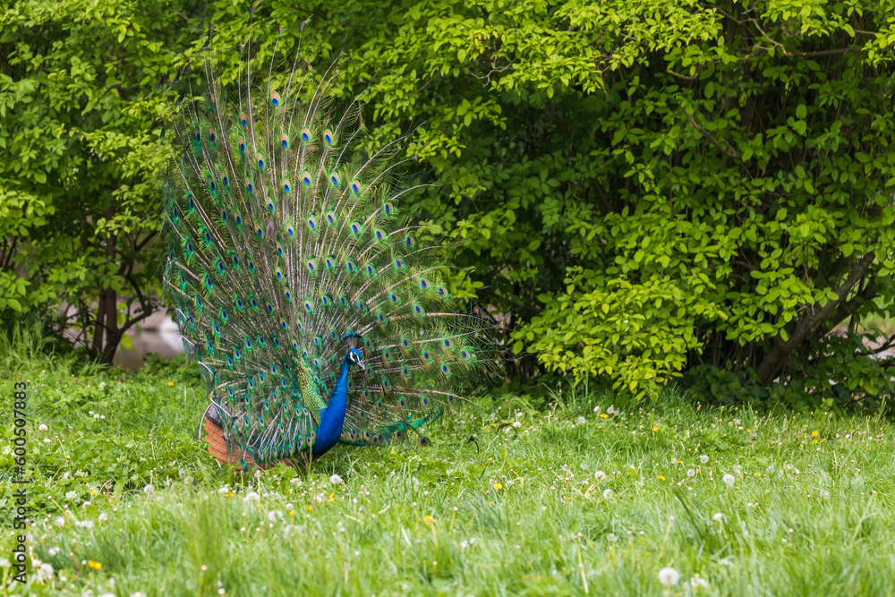 Obraz premium Beautiful colorful peacock bird. The peacock has an outstretched tail. There are colored eyes on the tail.