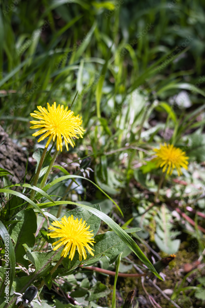 Obraz premium Close-up of a Clump of Dandelions (Taraxacum)