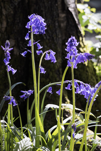 Fototapeta Naklejka Na Ścianę i Meble -  A clump of Bluebells flowering in the spring sunshine