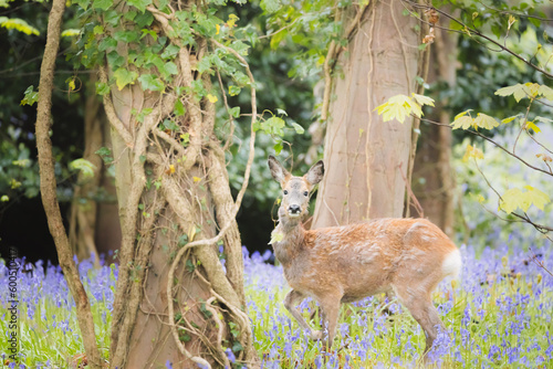 A young female Roe Deer (Capreolus capreolus) alert in a spring meadow of bluebell wildflowers at Dalgety Bay, Fife, Scotland, UK. photo