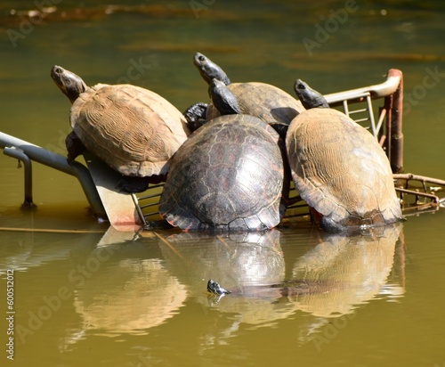 Turtles relaxing in the sun