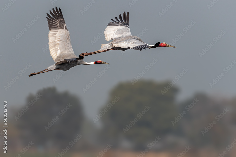 Obraz premium A Pair of Flying Sarus