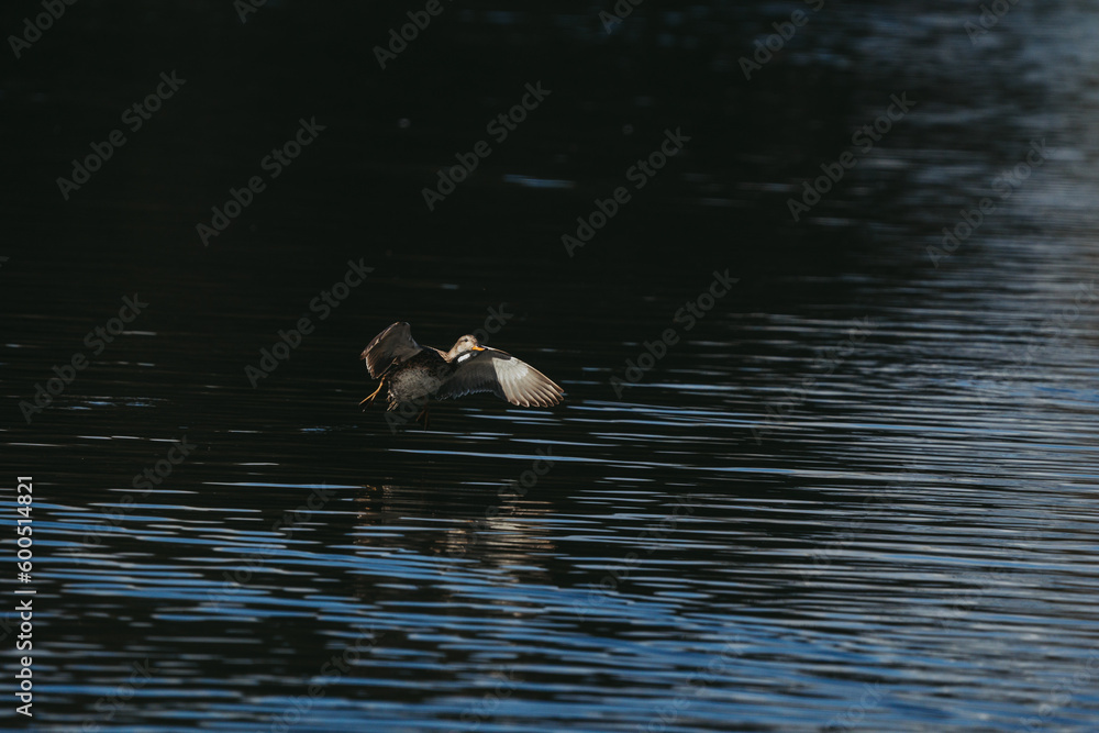 Fototapeta premium Wild duck in a large pond