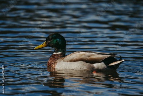 Wild duck in a large pond