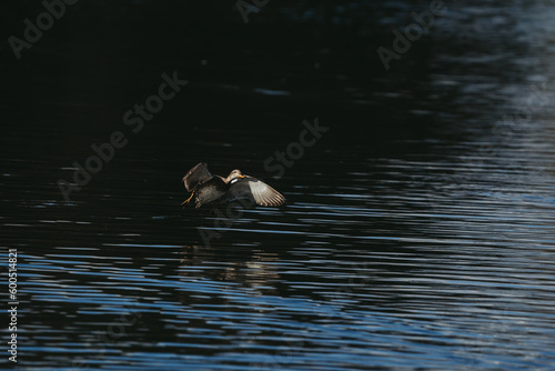 Wild duck in a large pond