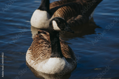 Wild duck in a large pond