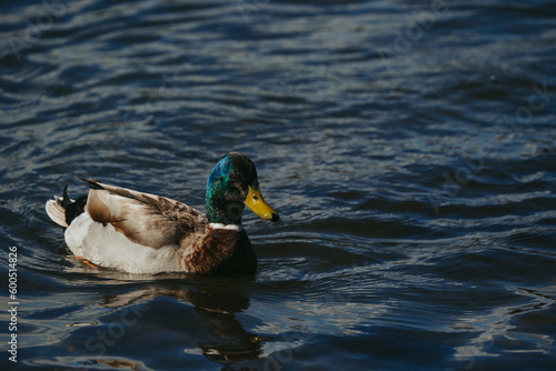 Wild duck in a large pond