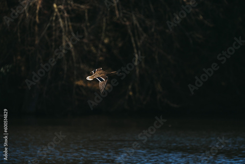 Wild duck in a large pond