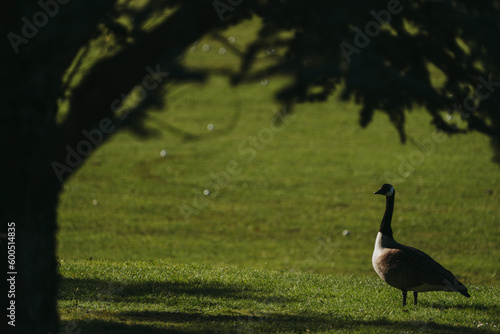 Wild duck in a large pond