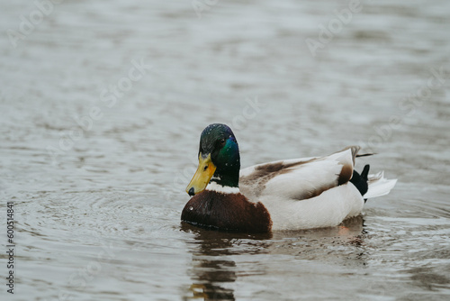 Wild duck in a large pond