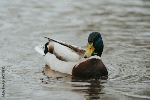 Wild duck in a large pond