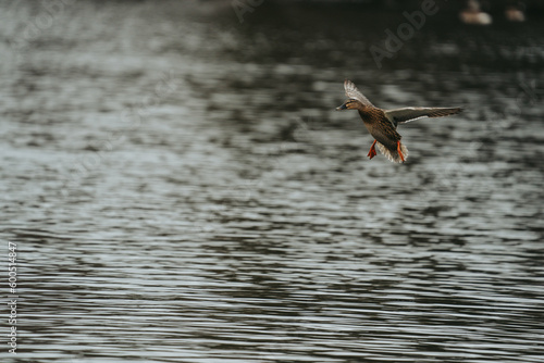 Wild duck in a large pond