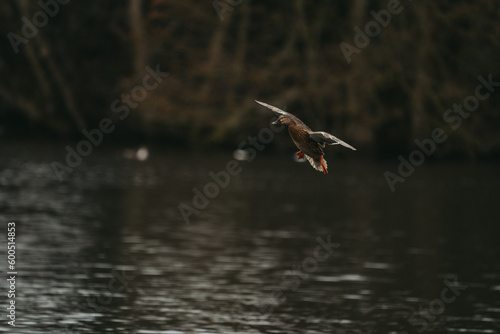 Wild duck in a large pond