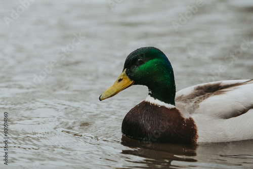 Wild duck in a large pond