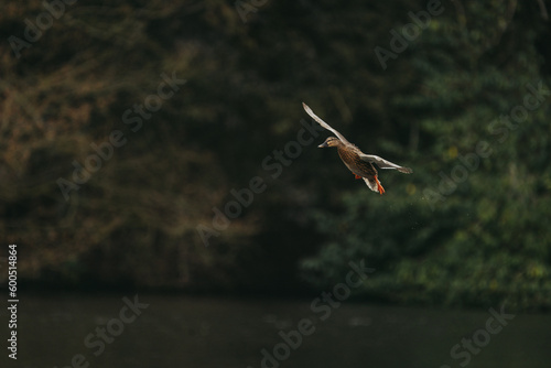 Wild duck in a large pond