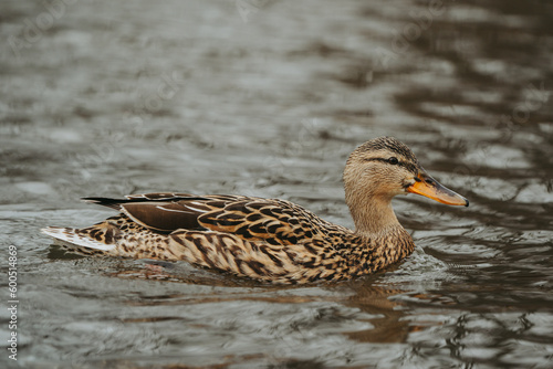 Wild duck in a large pond