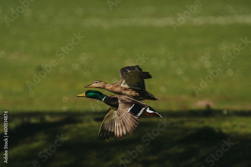 Wild duck in a large pond