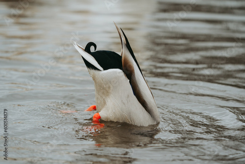 Wild duck in a large pond