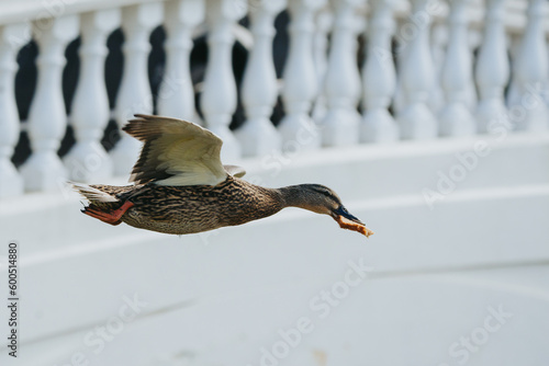 Wild duck in a large pond