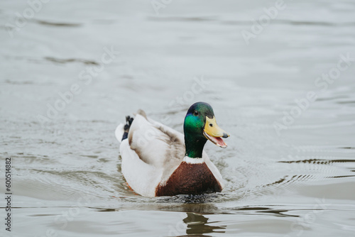 Wild duck in a large pond