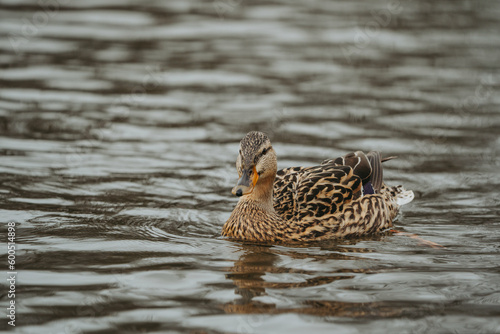 Wild duck in a large pond