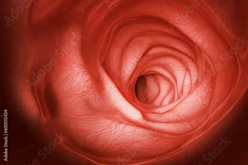 Healthy internal environment of the human intestine. Rectum. 3d rendering photo