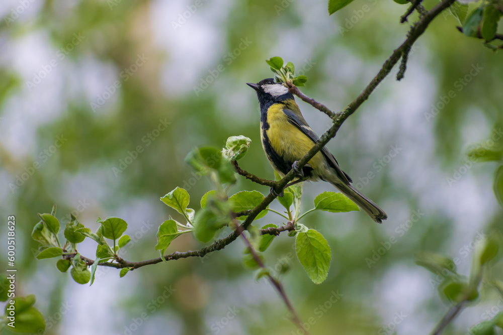 Obraz premium yellow wagtail on a branch