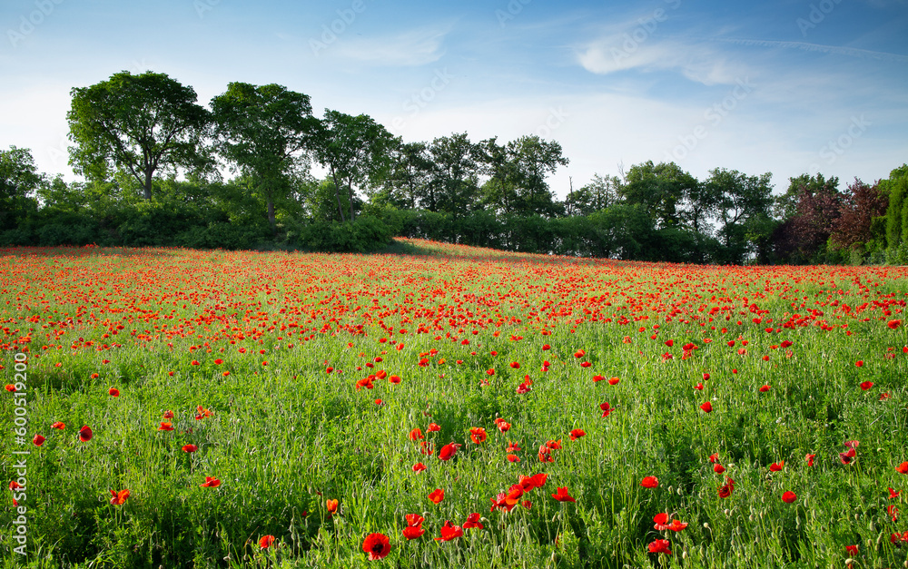 meadow of poppies in spring