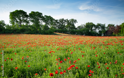 meadow of poppies in spring