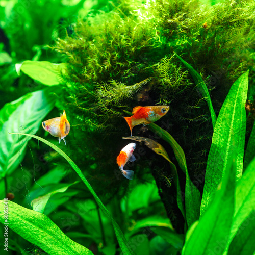 A green beautiful planted tropical freshwater aquarium with fishes.Multi color Poecilia reticulata,on nature background © bukhta79