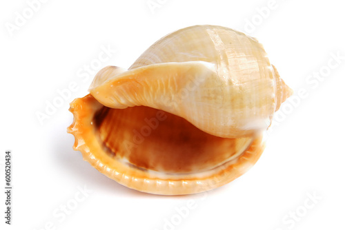 sea shell isolated on white background