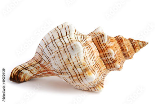sea shell isolated on white background