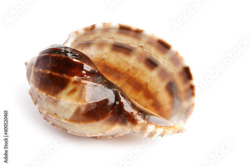 sea shell isolated on white background