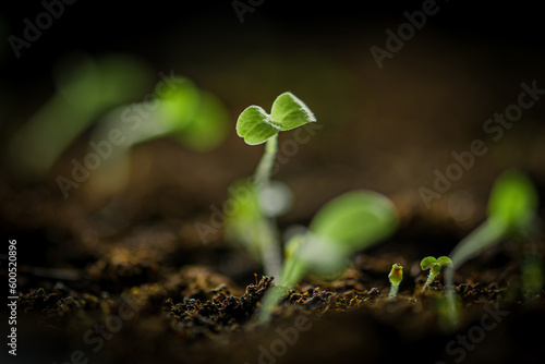 Small young green lettuce seedlings just sprouted from seeds planted in fertile potting soil, close up