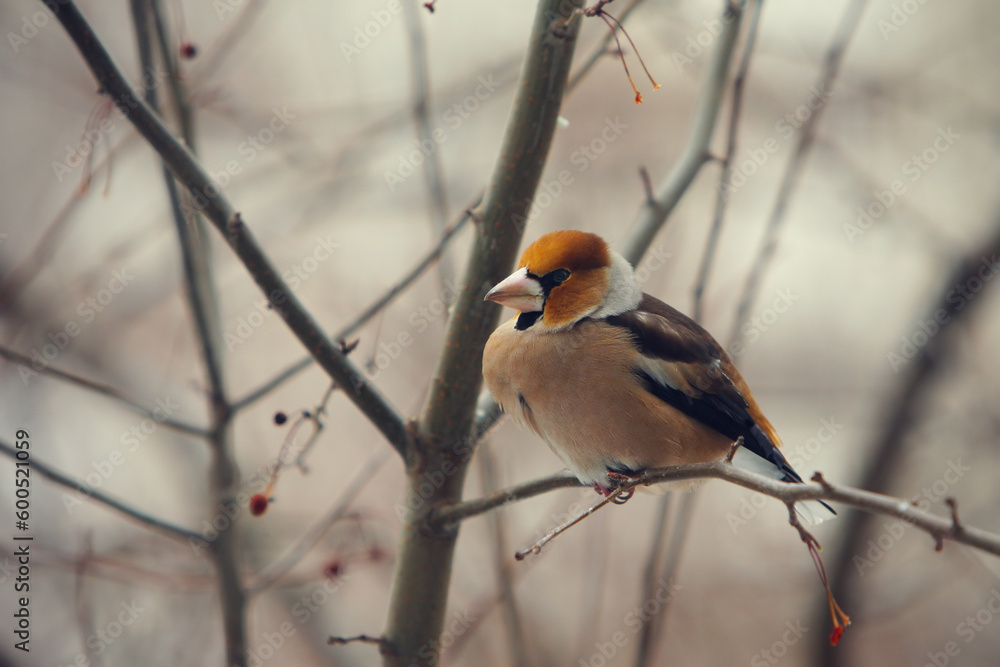 grosbeak perched on a branch, close up photo grosbeak perched on a branch, close up photo