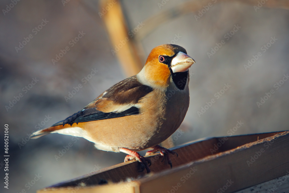 grosbeak perched on a birdfeeder, close up photo grosbeak perched on a birdfeeder, close up photo
