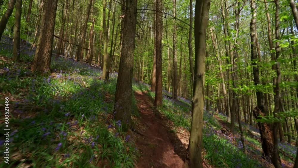 Moving shot through an English woodland Moving shot through an English woodland