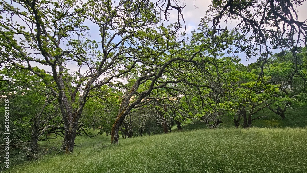 tree in the park