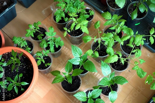 Seedlings of vegetables in pots